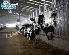 Dairy Farm3